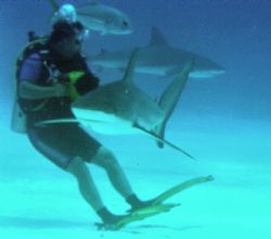 Close Encounter - Shark Alley Freeport Bahamas w/Sea & Se... by Claudia Creson 